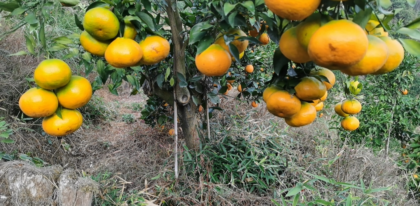 春见柑桔果实在树上的特写照片