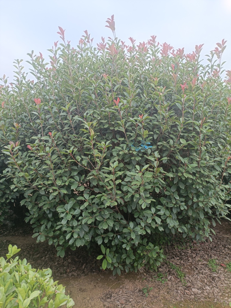 红叶石楠球