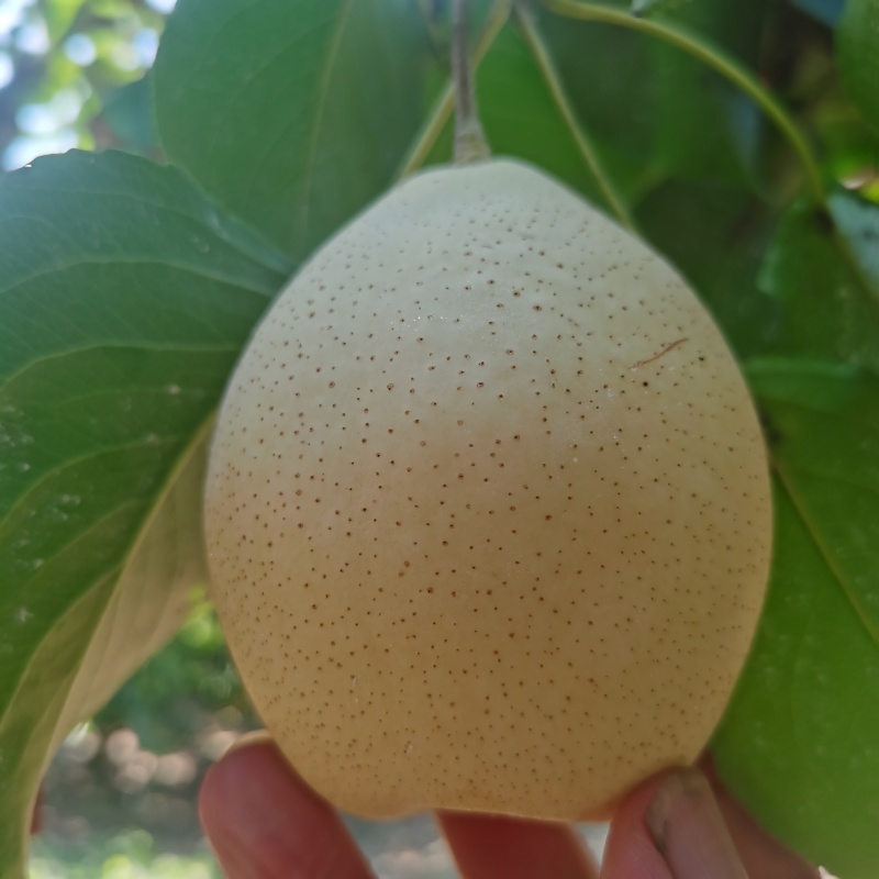 精品水晶鸭梨，河北产地直发价格不高，常年供应，代发全国