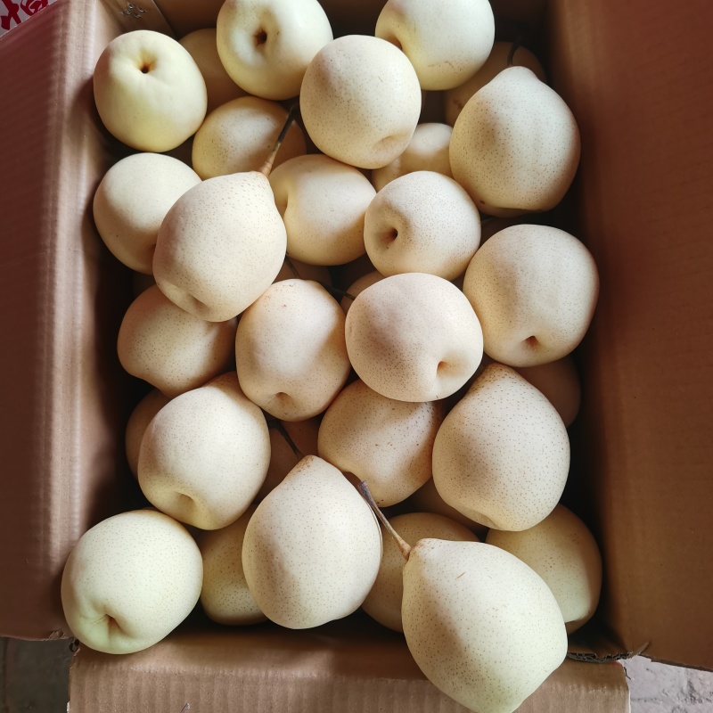 精品水晶鸭梨，河北产地直发价格不高，常年供应，代发全国