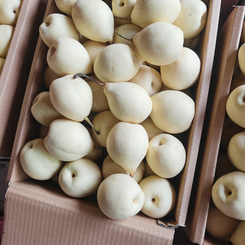 精品水晶鸭梨，河北产地直发价格不高，常年供应，代发全国