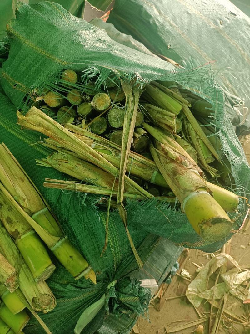 黄金甘蔗苗，黄皮甘蔗苗甘蔗苗产地直供提供技术指导