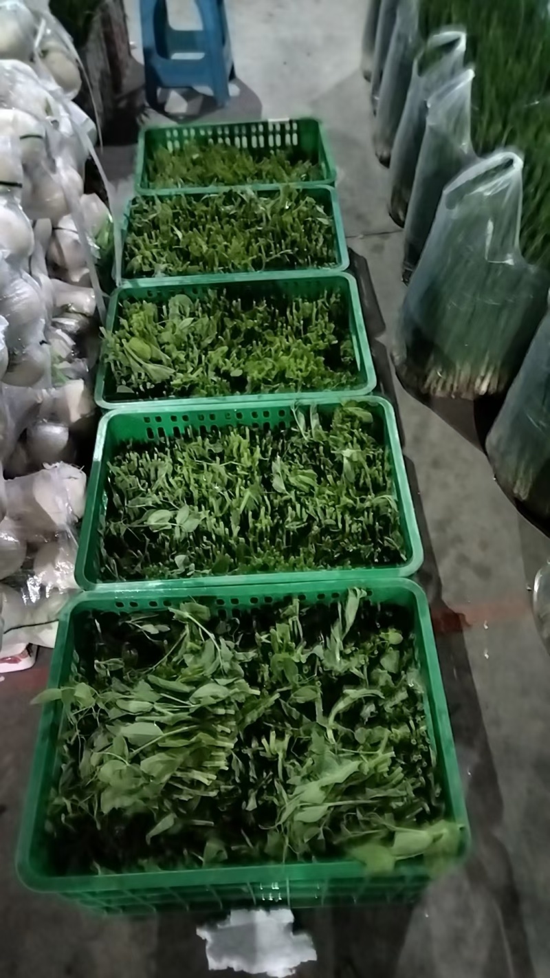 豌豆尖全年批发全国空运全国几小时到货