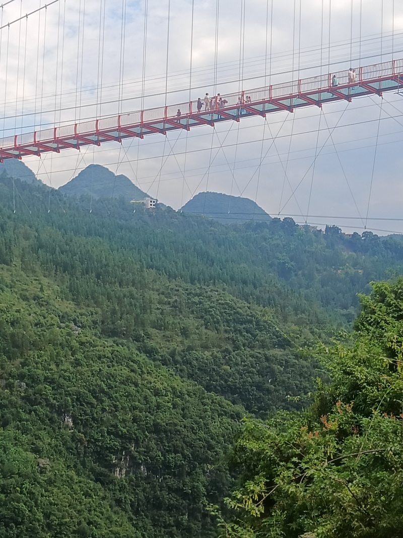 豌豆尖全年批发全国空运全国几小时到货