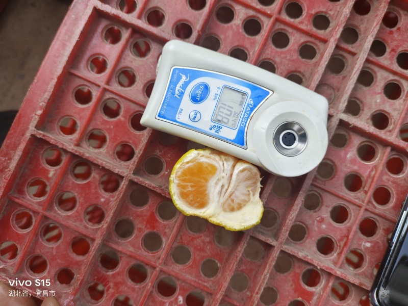 湖南蜜桔精品蜜桔精品蜜橘大量上市，果皮光滑细腻