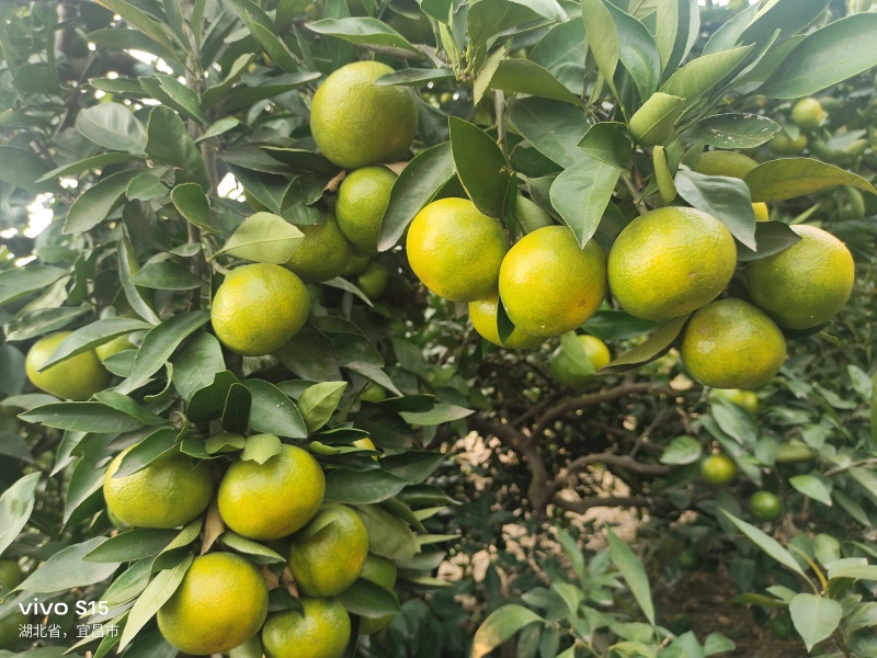 湖南蜜桔精品蜜桔精品蜜橘大量上市，果皮光滑细腻