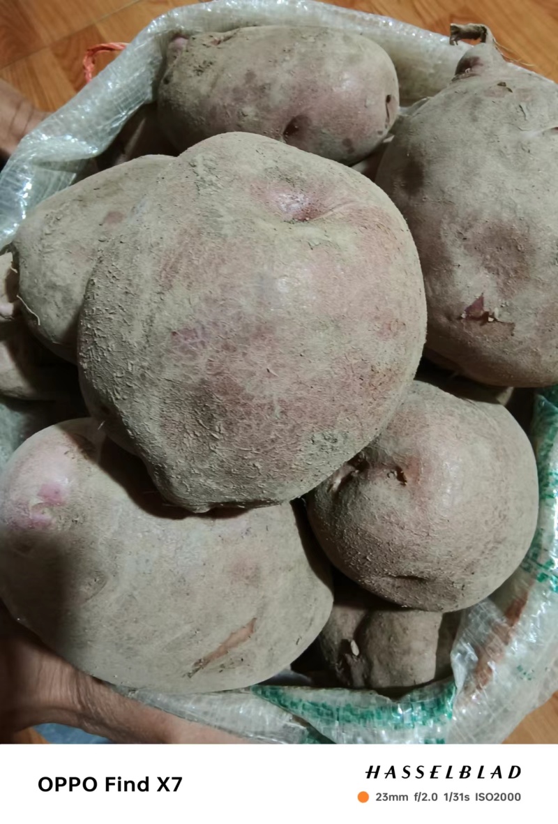 土豆