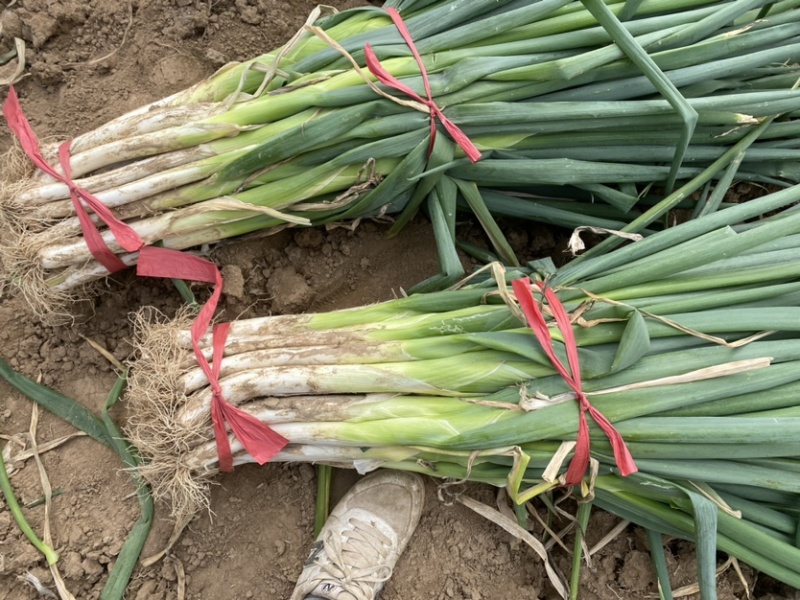 广全蔬菜代办，常年代收各类蔬菜，精品大葱，全国发货，