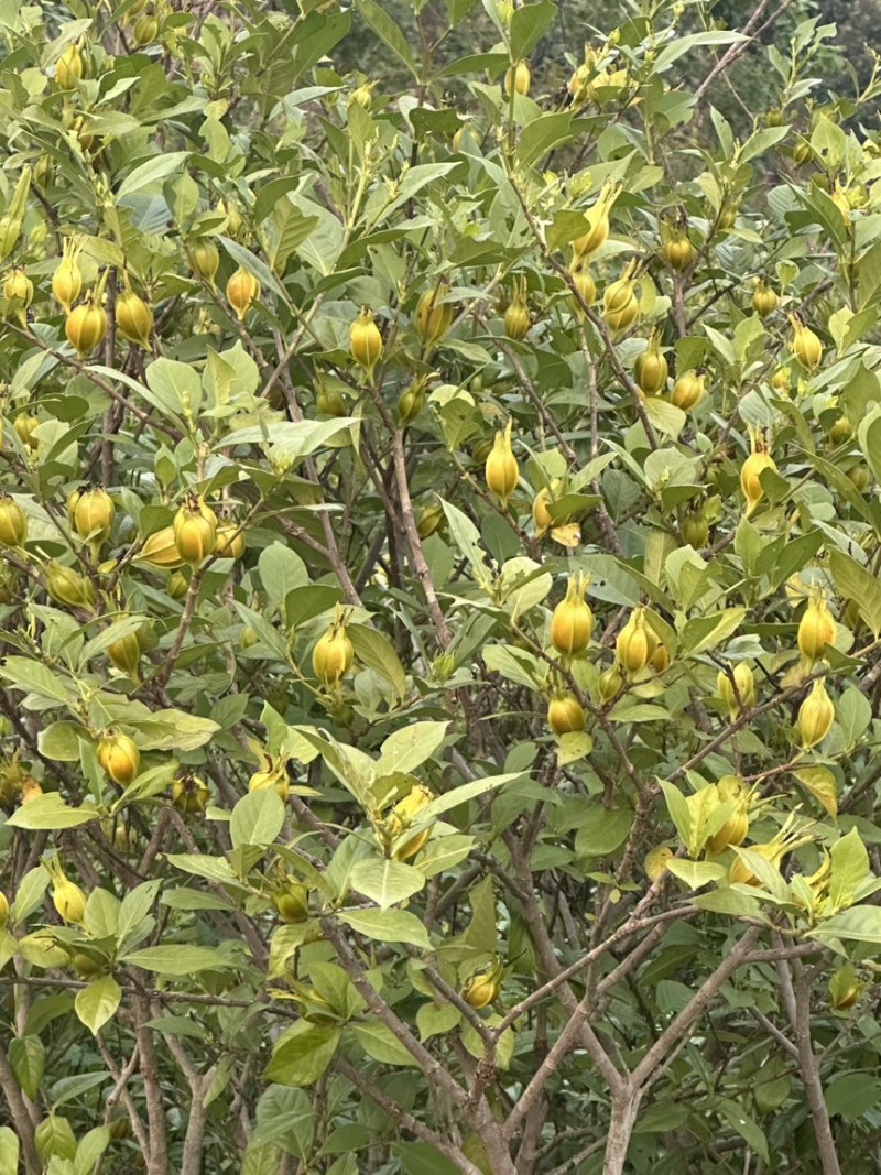 黄栀子树