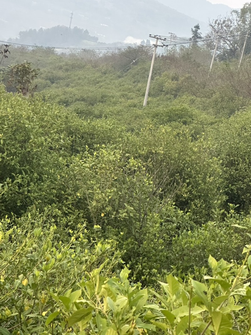 黄栀子树