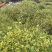 黄栀子树