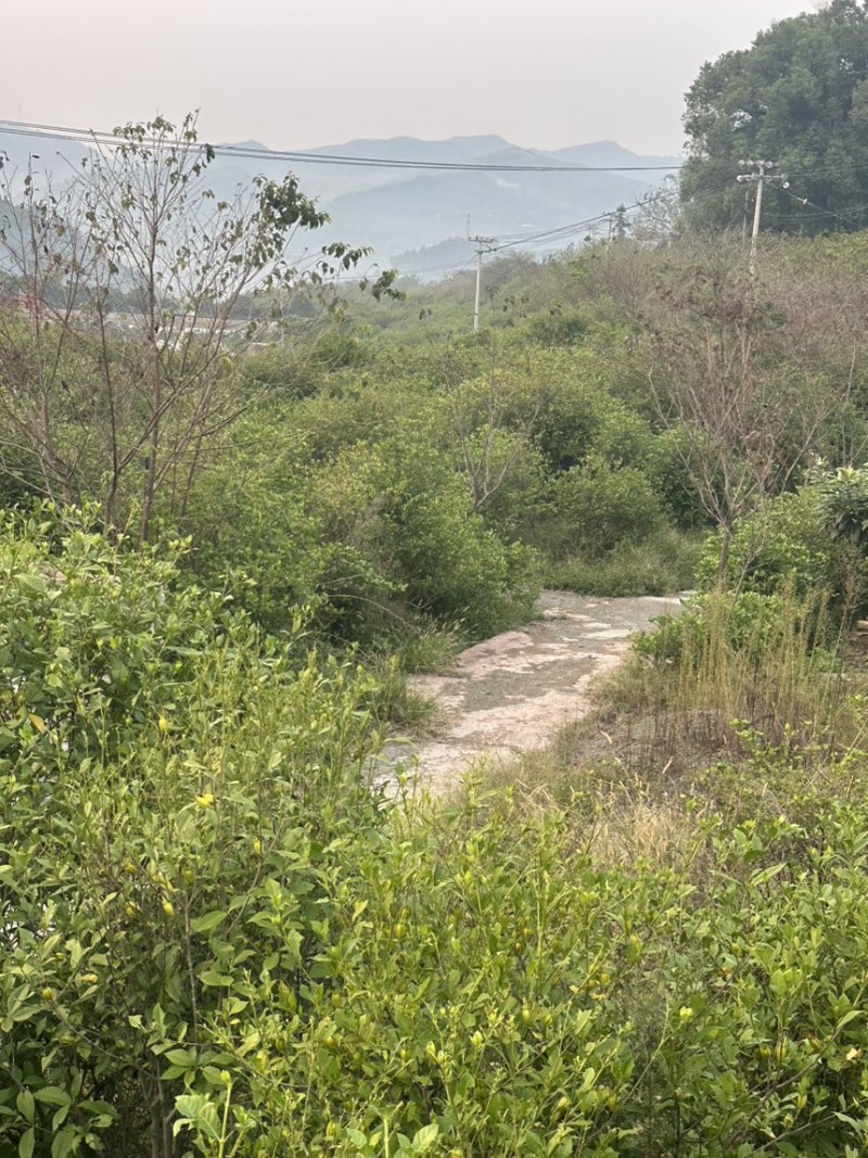 黄栀子树