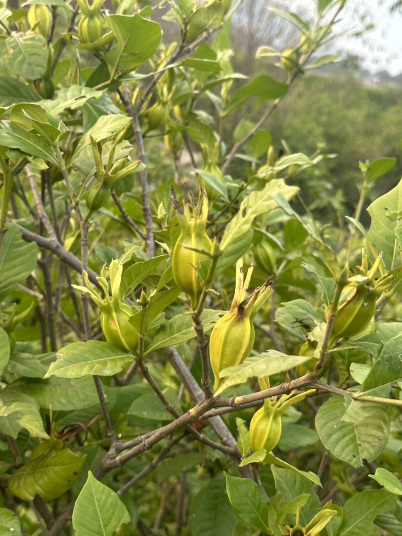 黄栀子树