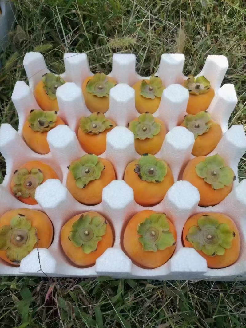 尖柿新鲜水果吊柿陕西富平挂柿饼大柿子软甜柿子