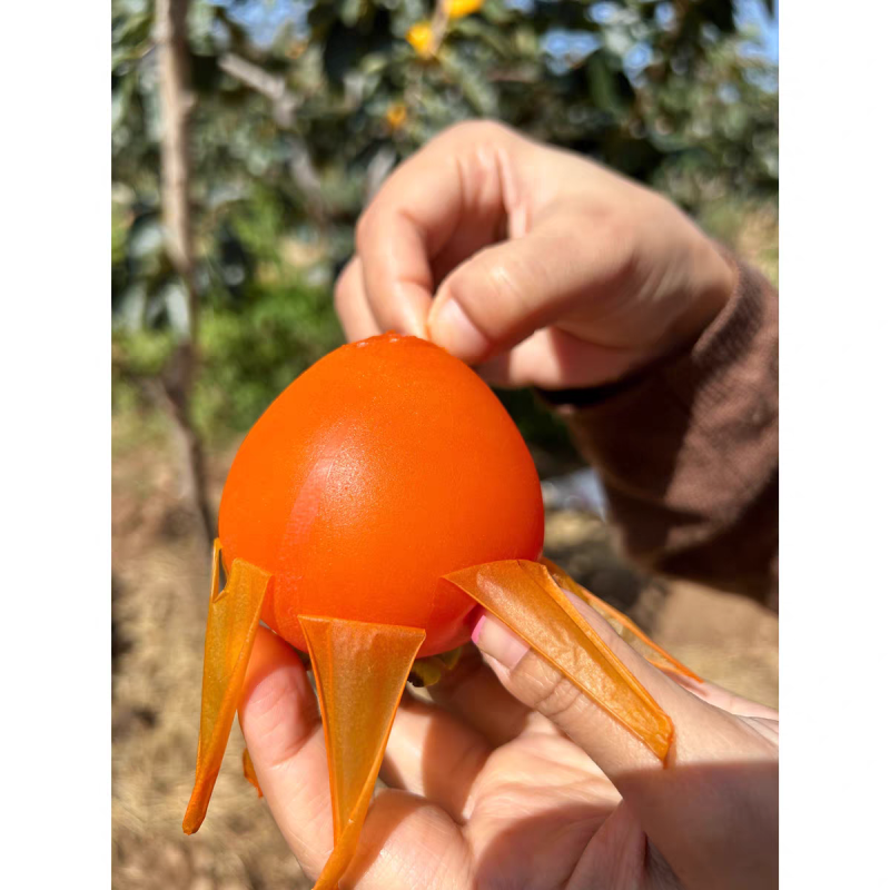 尖柿新鲜水果吊柿陕西富平挂柿饼大柿子软甜柿子