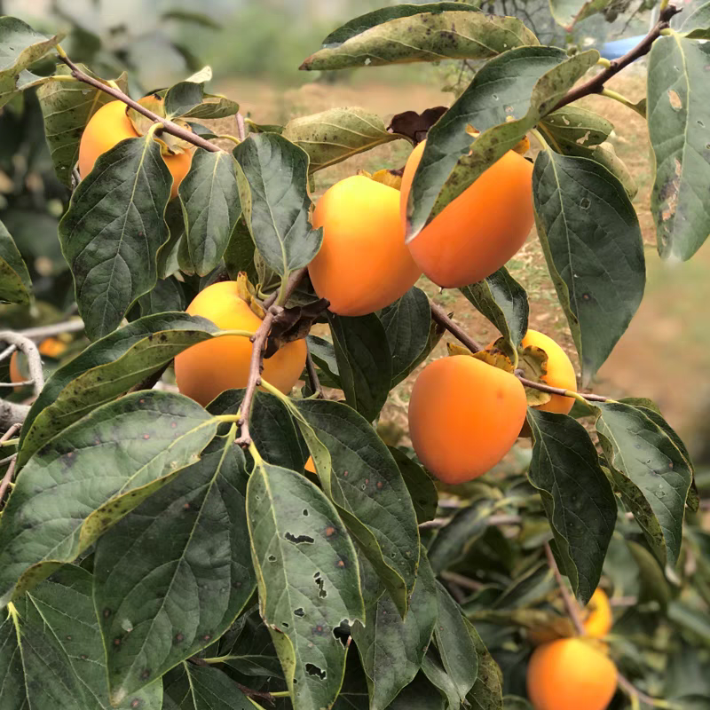 尖柿新鲜水果吊柿陕西富平挂柿饼大柿子软甜柿子