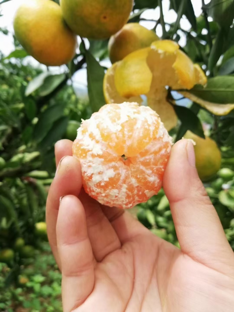 【品质臻选】秦岭巴山蜜桔货源稳定皮薄多汁入口化渣