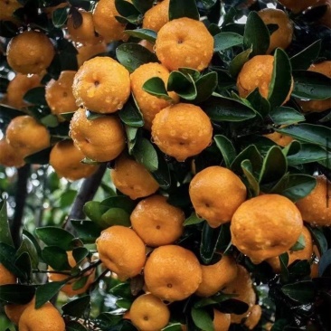 正宗南丰蜜橘高山橘子应季新鲜皮薄无打蜡孕妇水果产地直发每