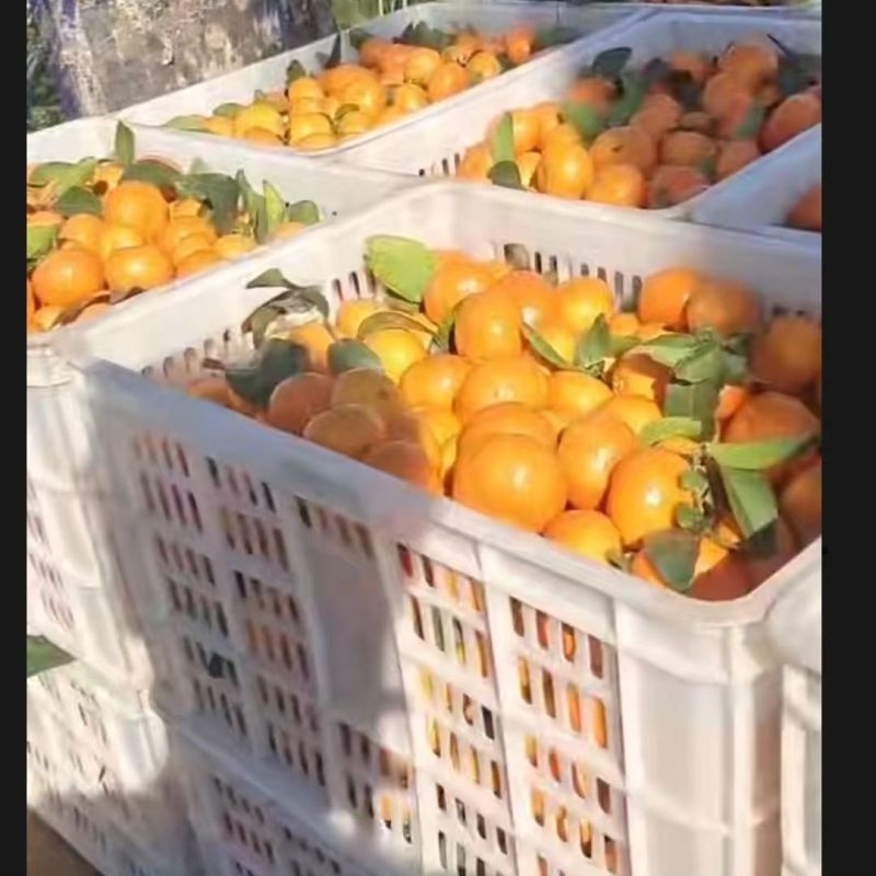 正宗南丰蜜橘高山橘子应季新鲜皮薄无打蜡孕妇水果产地直发每