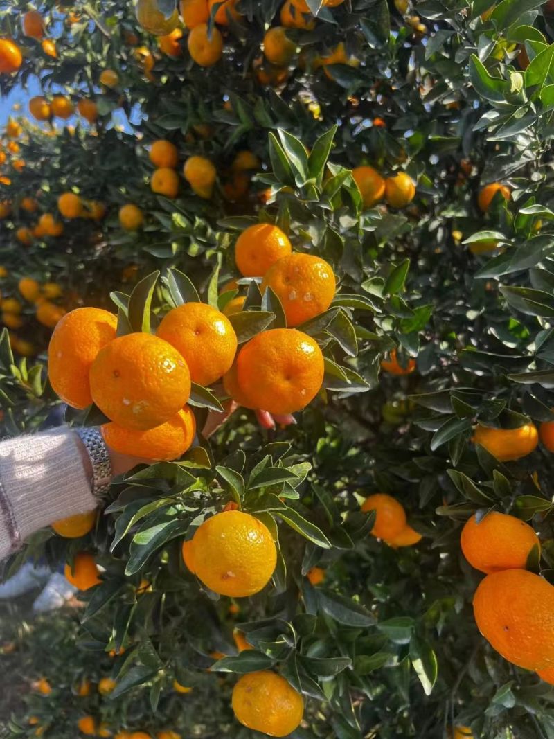 正宗南丰蜜橘高山橘子应季新鲜皮薄无打蜡孕妇水果产地直发每
