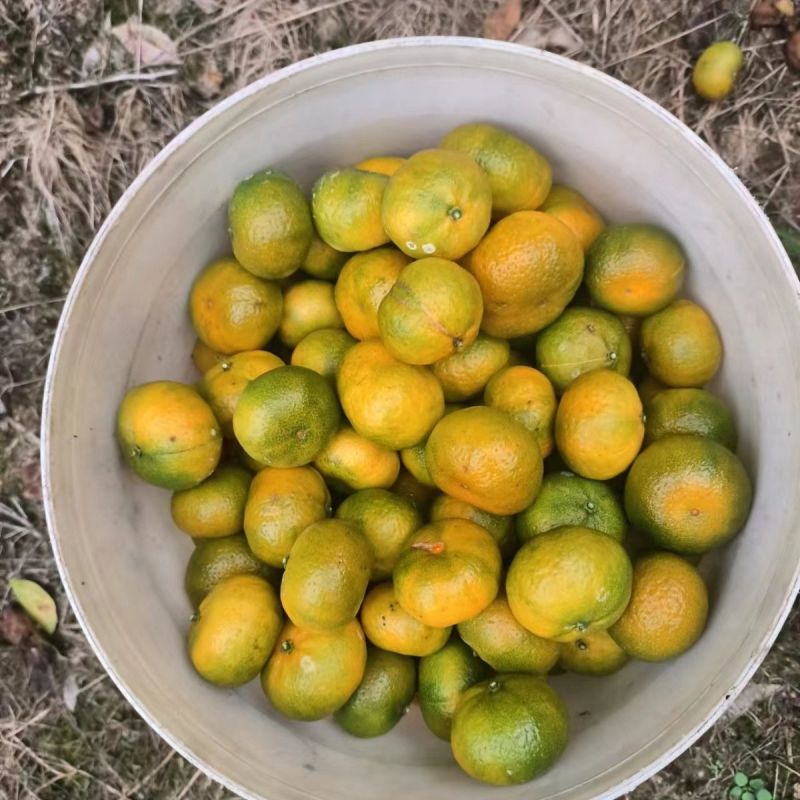 正宗南丰蜜橘高山橘子应季新鲜皮薄无打蜡孕妇水果产地直发每