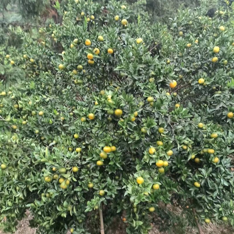 正宗南丰蜜橘高山橘子应季新鲜皮薄无打蜡孕妇水果产地直发每