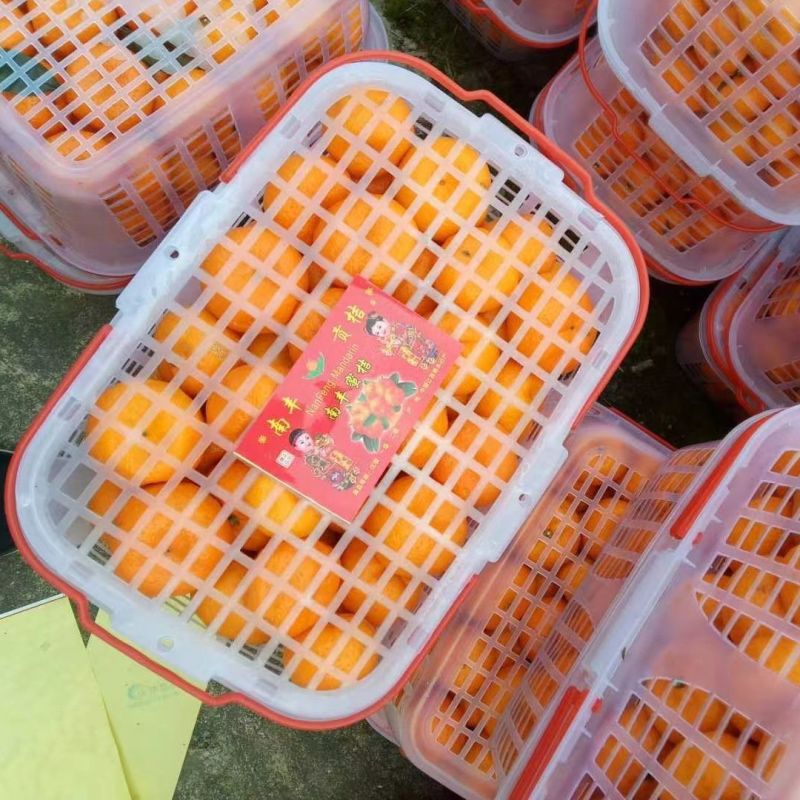 正宗南丰蜜橘高山橘子应季新鲜皮薄无打蜡孕妇水果产地直发每
