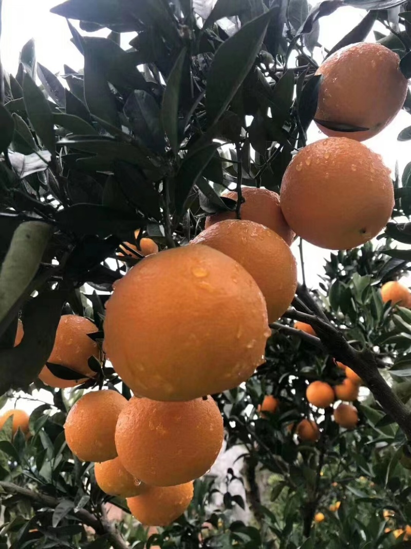 湖北宜昌秭归橙子大量上市九月红诚信批发欢老板来电