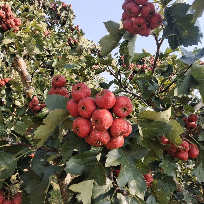 大金星山楂