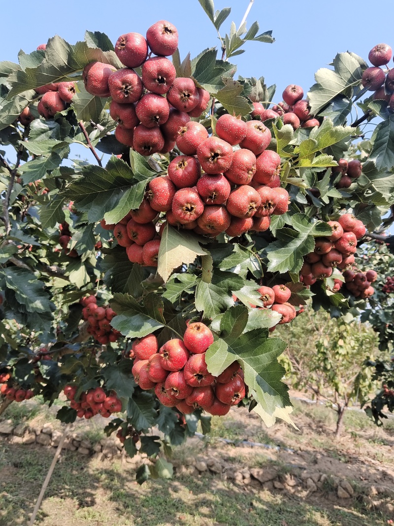 大金星山楂