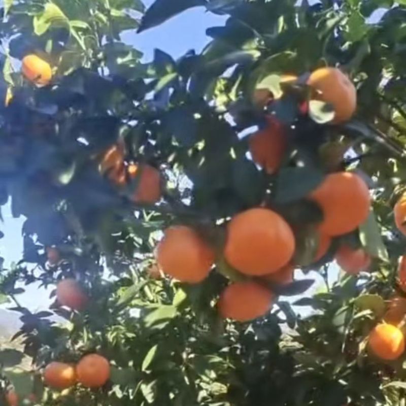 现採现发南丰蜜桔密广,大深山***水果批