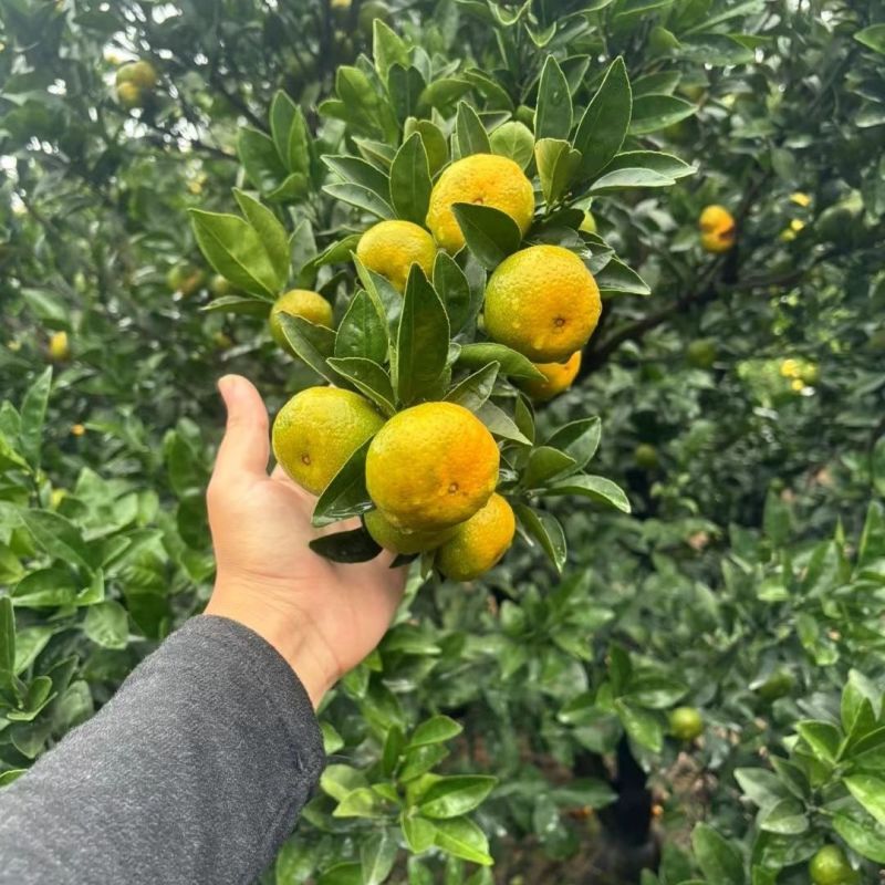 现採现发南丰蜜桔密广,大深山***水果批