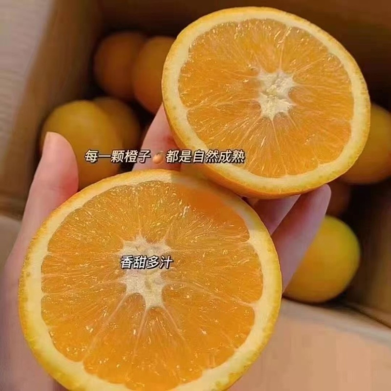 湖北宜昌秭归橙子大量上市九月红诚信批发欢老板来电