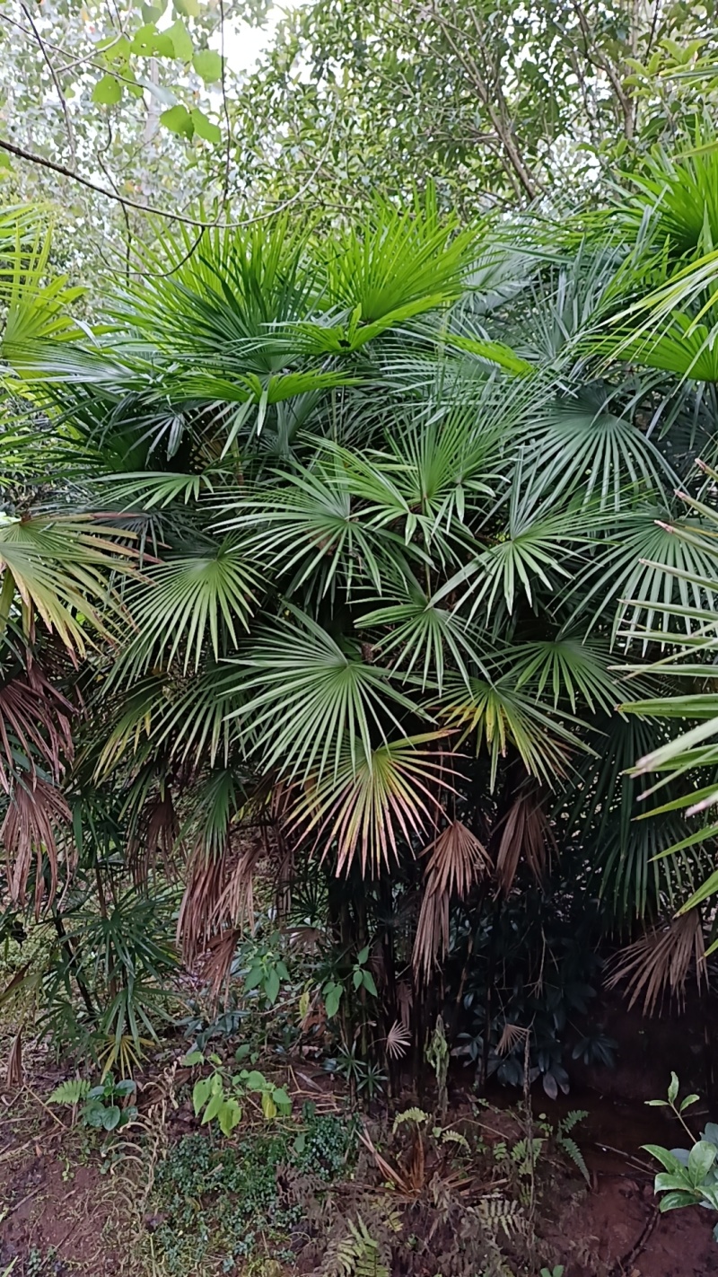 重庆巴南棕竹批发基地量大价格美丽质量好服务周到