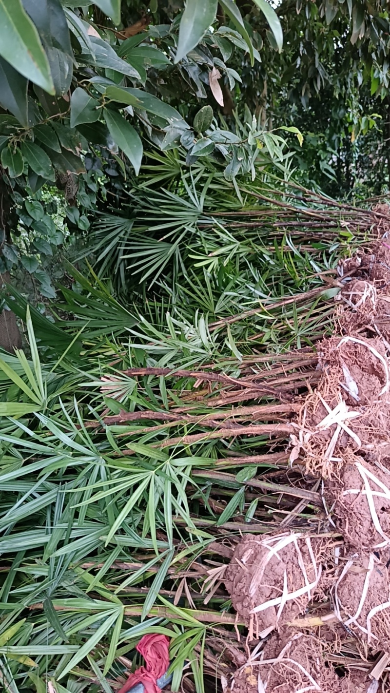 重庆巴南棕竹批发基地量大价格美丽质量好服务周到