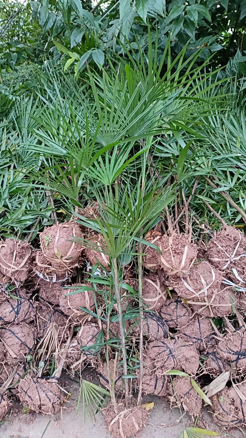 重庆巴南棕竹批发基地量大价格美丽质量好服务周到