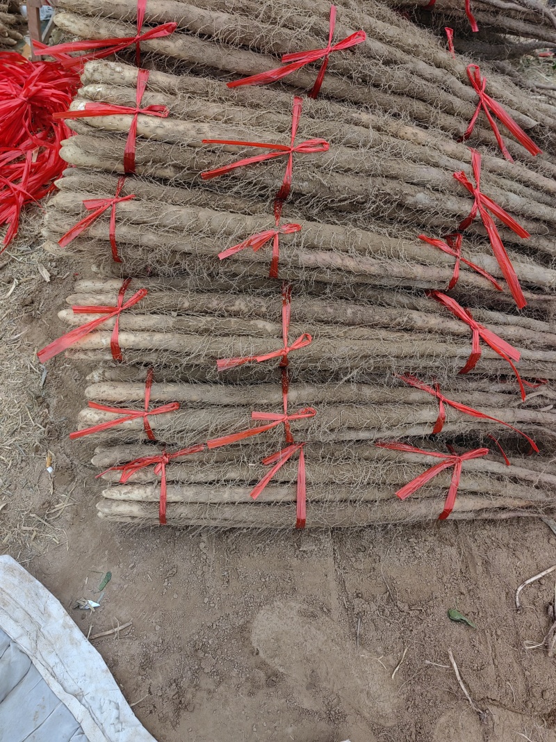 沙土粗货铁棍山药