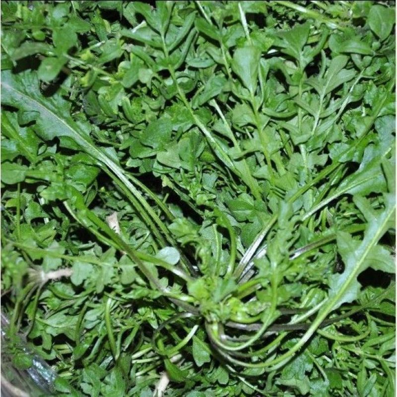大叶荠菜种籽野生荠菜阳台地菜四季盆栽蔬菜大田播种