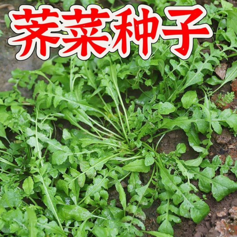 大叶荠菜种籽野生荠菜阳台地菜四季盆栽蔬菜大田播种