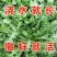 大叶荠菜种籽野生荠菜阳台地菜四季盆栽蔬菜大田播种