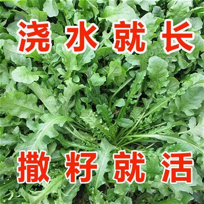 大叶荠菜种籽野生荠菜阳台地菜四季盆栽蔬菜大田播种