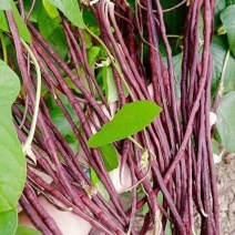 紫秋豇种子春秋红豇豆种籽特长高产红紫架豆冠天下长豇春季