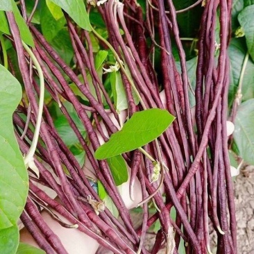 紫秋豇种子春秋红豇豆种籽特长高产红紫架豆冠天下长豇春季