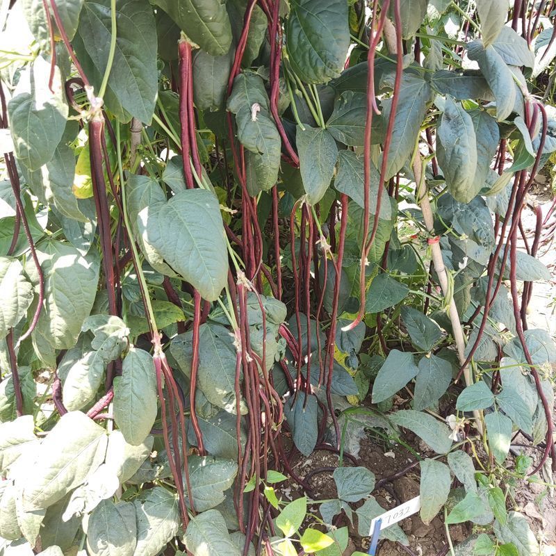 紫秋豇种子春秋红豇豆种籽特长高产红紫架豆冠天下长豇春季