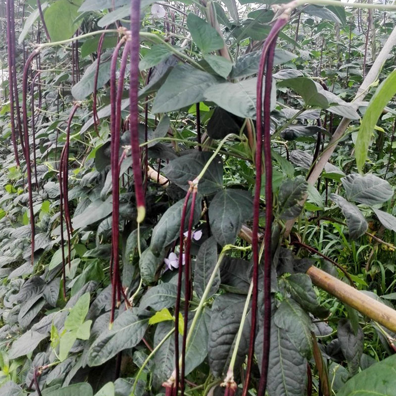 紫秋豇种子春秋红豇豆种籽特长高产红紫架豆冠天下长豇春季