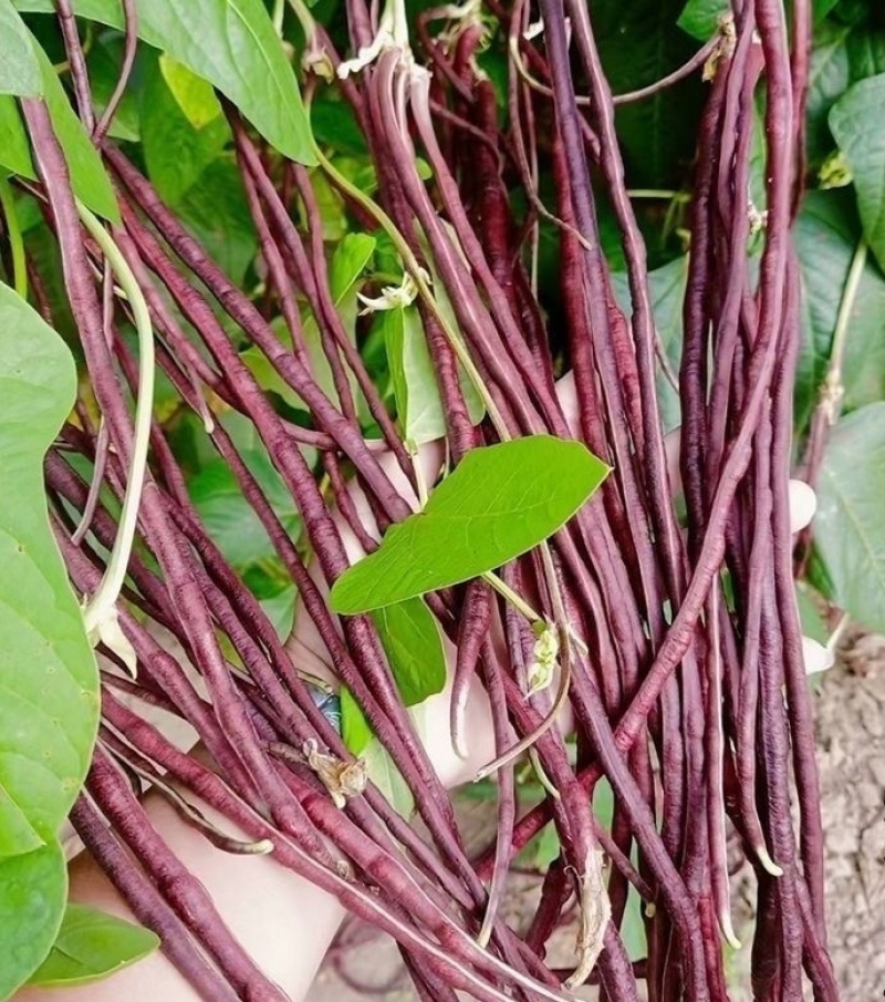 紫秋豇种子春秋红豇豆种籽特长高产红紫架豆冠天下长豇春季