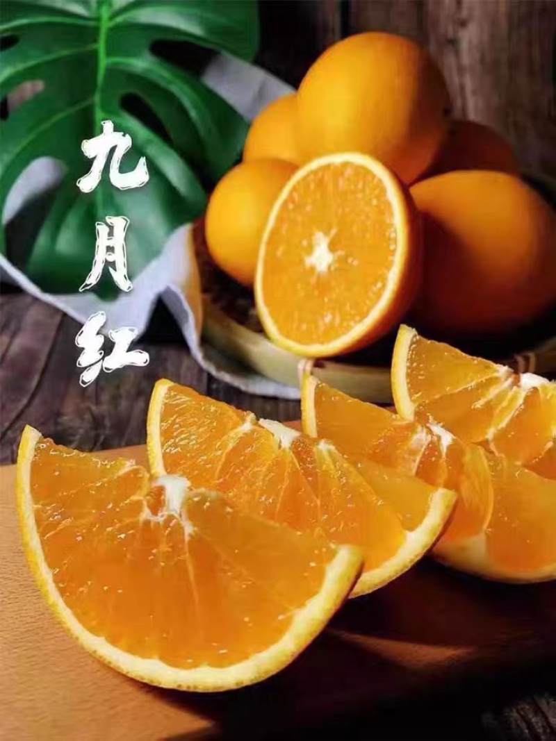 湖北宜昌秭归橙子大量上市九月红诚信批发欢老板来电