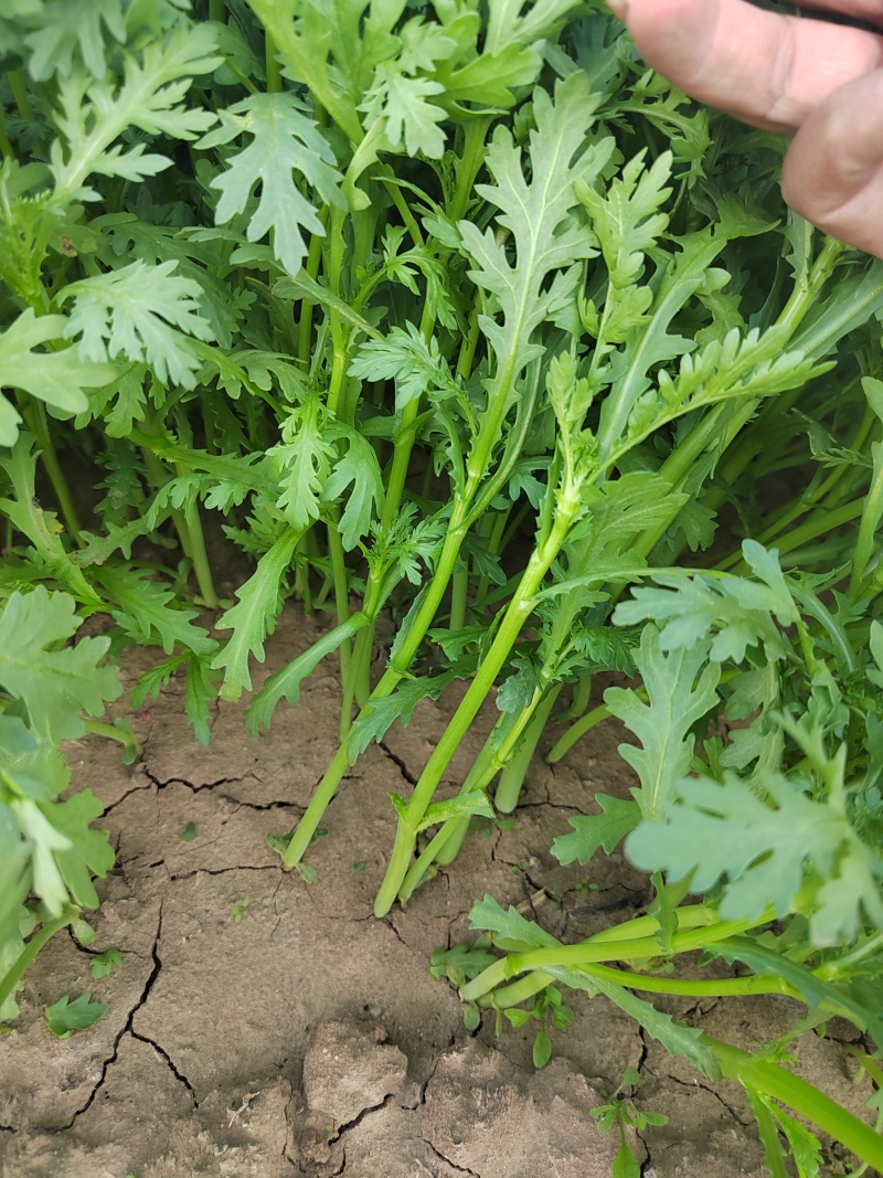 精品铁杆茼蒿菜大量上市了货源充足质量很好价格便宜了