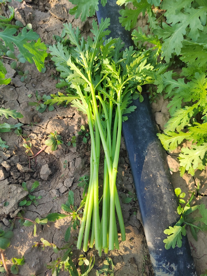 精品铁杆茼蒿菜大量上市了货源充足质量很好价格便宜了