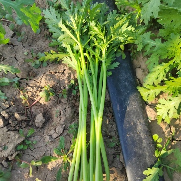 精品铁杆茼蒿菜大量上市了货源充足质量很好价格便宜了